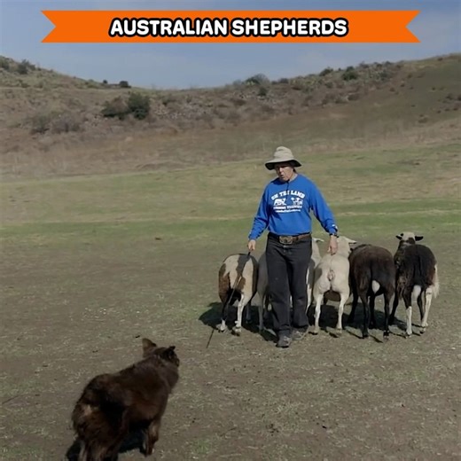 Australian Shepherd Isn't Actually Australian 🤯 | Dogumentary TV