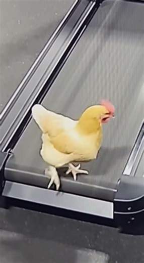 Chicken Treadmill Gym Surprise
