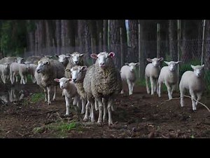 Sheep Farm Atmosphere Sound Effect