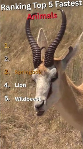 Nature’s Speed Machines – Top 5 Fastest Animals #animals #animallife #animalfacts #wildlife