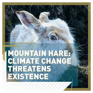 7.2K views · 85 reactions |  Mountain hares are hard to spot in the daytime, their white coats blending into the pockets of snow on the hillside. When disturbed, they suddenly sprint away with astonishing speeds of up to 70 kph.  People's Trust for Endangered Species | CGTNEurope | Facebook