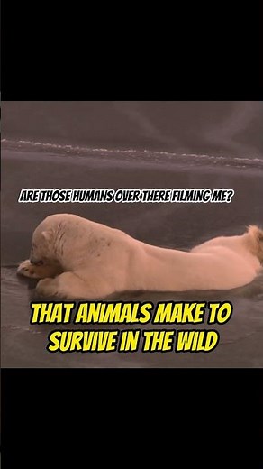 Incredible Footage of Polar Bears Using the Bear Crawl to Navigate Thin Ice #shorts