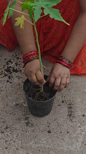 Watch Me Plant a Papaya Tree!