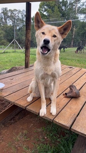 Dingo Vocalisations: A Wild Communication Symphony