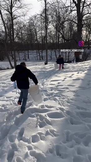 It’s maple tapping season! This is our third year collecting maple sap to turn into maple syrup. You don’t have to add anything to your syrup. Once you have a lot of sap you boil it down and it makes sweet pure maple syrup. It’s in the details of nature that you find God’s amazing handiwork. 🍁 . . . . . . . . #maplesyrup #mapletapping #mapletree #homesteading #homestead