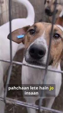 5 Common Animals With Real Superpowers! #shortsviral #brainfacts #facts #interestingfacts #hindifact