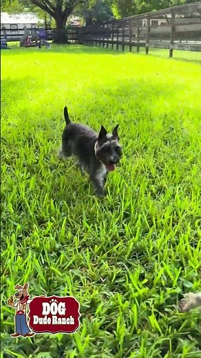 Happy Dogs and Wagging Tails 🐕✨