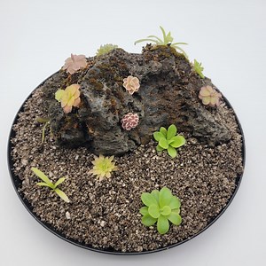 Pinguicula Rock Set - Butterworts Rock Kit - [plants Are About 0.5" in Diameter, Random Selection] - Etsy