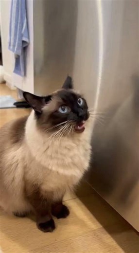 Siamese Cat vs. Shrimp Challenge! It's Too Cute! #CatLover #ShrimpLover #FunnyAnimals