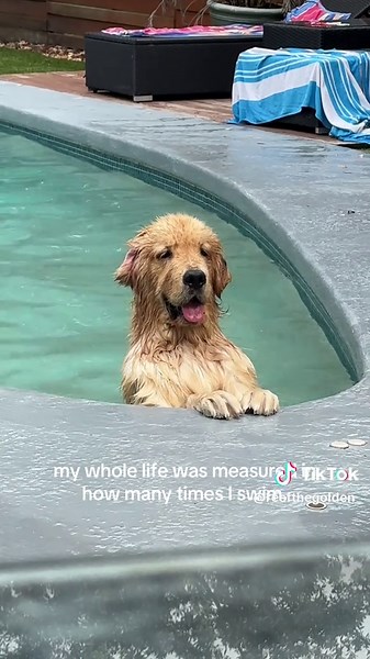 Golden Retriever Joyfully Swimming in the Pool