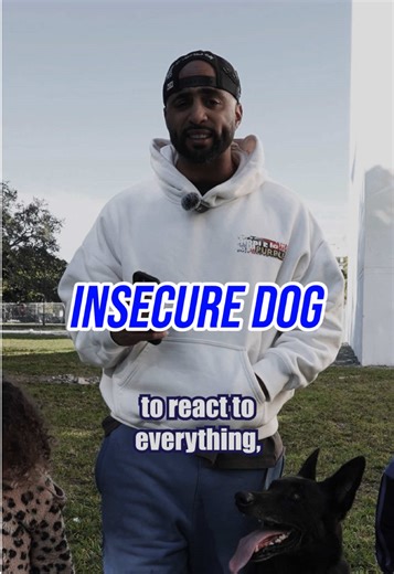 Transform Your Nervous Dog into a Confident Companion