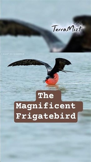 The Magnificent Frigatebird– The Pirate of the Skies! ‪@TerraMizt‬ #facts #wildlife #animals