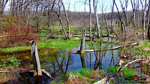 Relaxing sights and sounds of flying in the springtime forest. http://www.timelessaerialphotography.com/ Drone used: https://amzn.to/3TjTAM | Timeless Aerial Photography