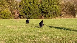 They are all spitfire and sweet! | Journey Home GSD Rescue