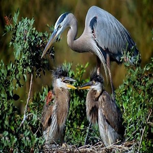Great blue heron Birds Eat big fish | Review Birds News