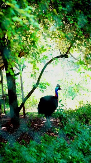 The Most Beautiful Bird You’ve Never Seen! 🌈✨ #Shorts #Cassowary #Wildlife #nature