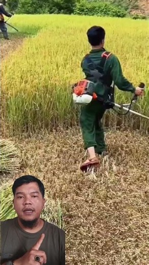 How to Harvest Rice Quickly and Easily #gardening #shortsvideo #gardeningtips