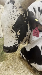 404K views · 8.7K reactions | Hard Labor update He is doing really...