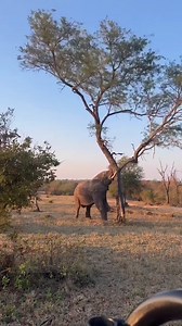 56K views · 653 reactions | Elephant effortlessly brings down a tree  | Thatʼs Amazing | Facebook