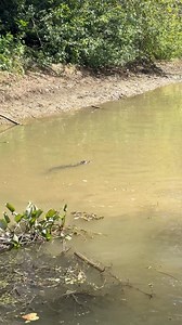27K views · 534 reactions | Gators out for a swim! #alligator #louisiana #swamp #reels | Anna The Archer | Facebook