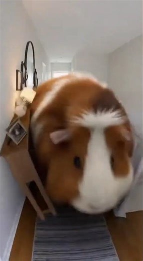 🤯 Giant Guinea Pig Destroys House! 🐹🏠💥 (And Won't Stop WHEEKING!) #colossalgp #housewreck #guineapig