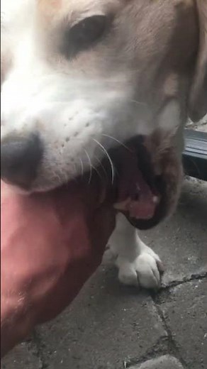 Funny Beagle Will NEVER Hurt me!