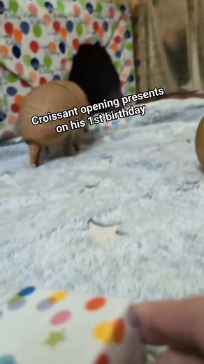 23K views · 243 reactions | Compilation of croissant opening presents on his 1st birthday. #armadillo #animals #croissant #threebandedarmadillo | zoodaddy | Facebook