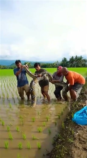 penangkapan ular unik di sawah