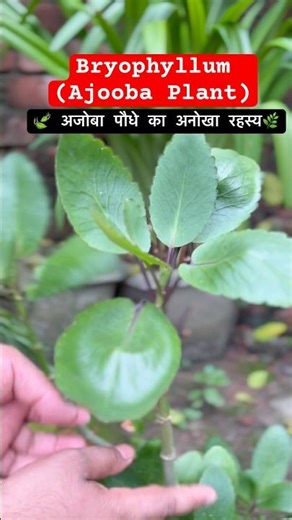 🌱 Ajooba Plant Reproduction 😲| 🌿 पत्तियों से जन्म लेने वाला पौधा! #shorts #plants
