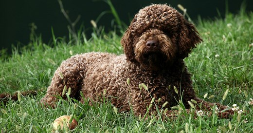 The Ultimate Guide to the Lagotto Romagnolo Dog Breed