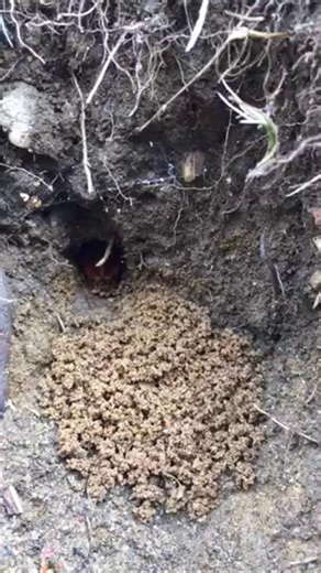 Have you spotted your first bumblebee of 2026? 🐝👀 As spring approaches, some bumblebee queens start to emerge from hibernation, while others enjoy a longer lie in. Here is a quick Q and A about snoozing queens and what to do if you find one: Q: If a bumblebee queen is disturbed during hibernation, is she able to go back into hibernation? 👑💤 A: Yes! It’s a bit like going back to sleep. Q: If you disturb a hibernating bumblebee queen and move her to a different space, will she survive? ❤️‍🩹 A