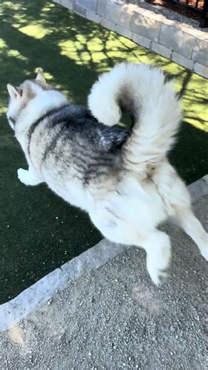 Blind husky happy with new friend malinois