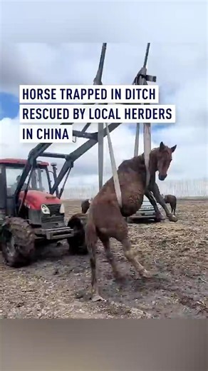 Horse trapped in ditch rescued by local herders in China