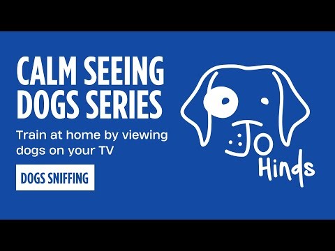 Calm Seeing Dogs Series - Dogs Sniffing