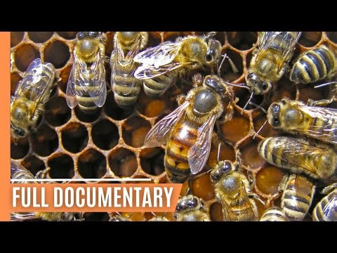 The Best of Nature's Fragile Giants - Endangered Insects Revealed | Full Documentary