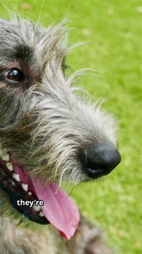 Big, Calm, and Noble — Irish Wolfhound in 30 Secs