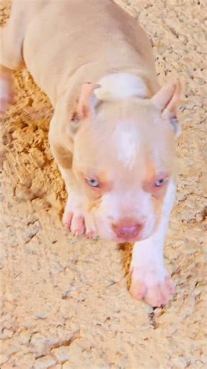 pitmonster forjado bkb, a forma é como cria, se não der educação ele te mata! simples assim #pit