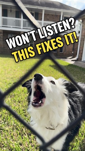 ☝️ This fixes dogs who don’t listen! | Zak George