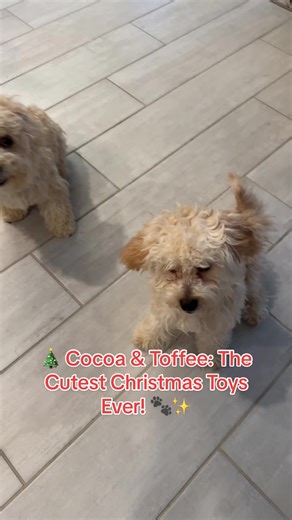 🎄 Cocoa & Toffee: The Cutest Christmas Toys Ever! 🐾✨ Meet Cocoa & Toffee, the fluffiest Christmas surprises! 🎁✨ These playful pups are stealing hearts and spreading holiday cheer one wag at a time. ❤️🐶 Watch them enjoy the season as the ultimate Christmas toys! 🎅🐾 #ChristmasToys #CocoaAndToffee #MaltipooLove #HolidayVibes #ChristmasJoy #PuppyMagic #FluffyFriends #CutestPets #HolidaySeason #DogLife
