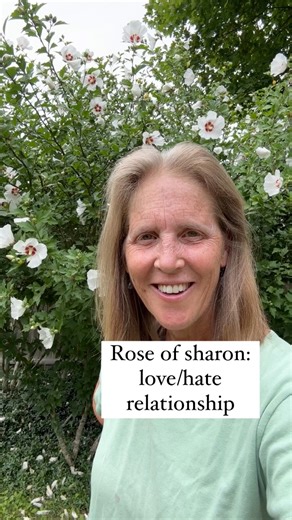 238K views · 943 reactions | Rose of Sharon (Hibiscus syriacus) is a...