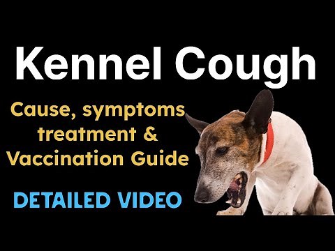 Kennel Cough in dogs: Causes, Symptoms, treatment and Vaccination Guide