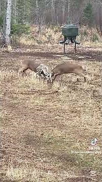 🦌 Two Bucks Battle It Out — Wild Deer Fight Caught on Camera! 💥