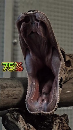 the snake opened its mouth #trending #wildlife #animals #snake #shorts