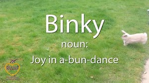 Rabbit Welfare Association on Instagram: "One of the best ways your rabbits show you that they are happy is by doing a BINKY! A binky is a rabbit’s distinctive excitable ‘dance’ that is often (but not always) performed when doing a ‘zoomie’. To see your rabbits binky is not only pure joy, but shows that you have made them very happy bunnies by looking after their wellbeing. Your rabbits will binky if: - They have enough space to run around and play. - They are in fit health and a healthy weight.