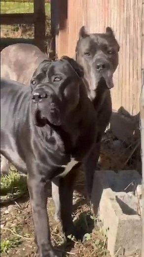 Can Cane Corsos REALLY Make Great Family Pets? Reality check