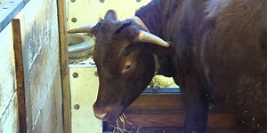 Children's book inspired by real runaway cow