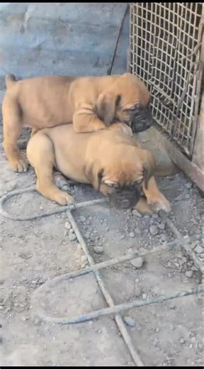 #zim dogs #zim animals