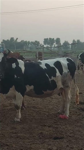 Brahman Semn ke pregnant Cow | Brahman Breeding Farm #shorts #shortvideo #cow #brahman #farm