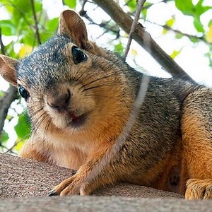 The Great Squirrel Mystery