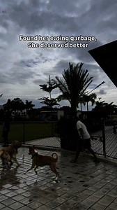 374K views · 20K reactions | Found her on the street… eating from a...